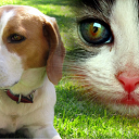 Animalmascota.com logo