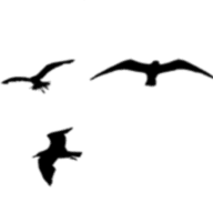Birdsandlilies.com logo