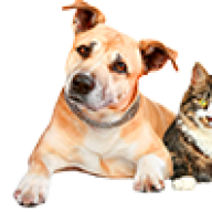 Destin-petfriendly.com logo