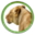 Diconimoz.com logo