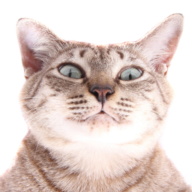 MyCatTips logo
