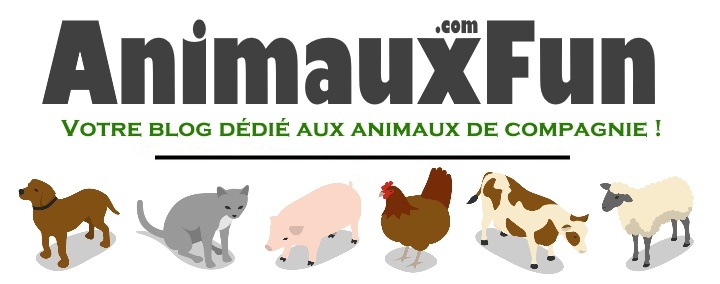 Animaux Fun logo
