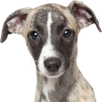 Comoeducarauncachorro.com logo