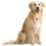 Dogpatchdance.com logo