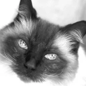Floppy Cats logo