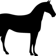 Focus-on-horses.de logo