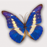 Focusing on Wildlife logo