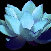 Perfectlotus.ro logo