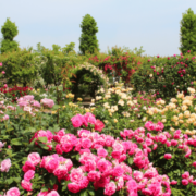 Spring Bloom Yard logo